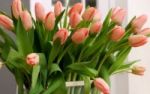 So halten Tulpen lnger - Tipps und Tricks rund um den Tulpenstrau