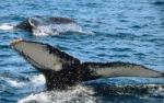 Walprodukte bald in der EU? - ber das Hin und Her der Internationalen Walfangkomission