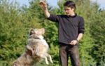 Hundeerziehung und Hundeschulen - Was Hnschen nicht lernt...