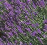 Lavendel - Fest fr die Sinne