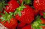 Ein sinnlicher Genuss: Erdbeeren - kstlich, vitaminreich und aphrodisisch