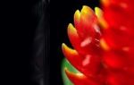 Feuerrote Bltenflammen - die Bromelie bringt Farbe in Ihr Haus!