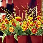 Tulpen - Einfach schn - Farbenvielfalt und Formenreichtum