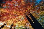 Dekoideen fr den Herbst - mit offenen Augen durch die Natur gehen